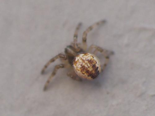 Réf. 217 517 : Larinioides sp.